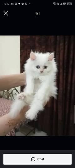 Persian cat My WhatsApp number 03379701486 for sale