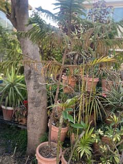 Iron stand and different sizes plants and pots.