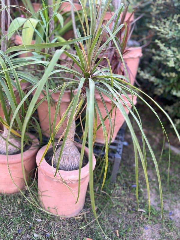 Iron stand and different sizes plants and pots. 8