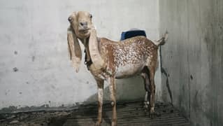 makhi cheni goat for sale