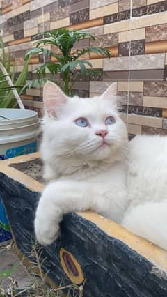 persian double coated, blue eyes.