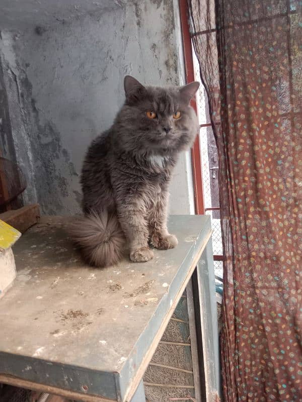 Persian cat 9