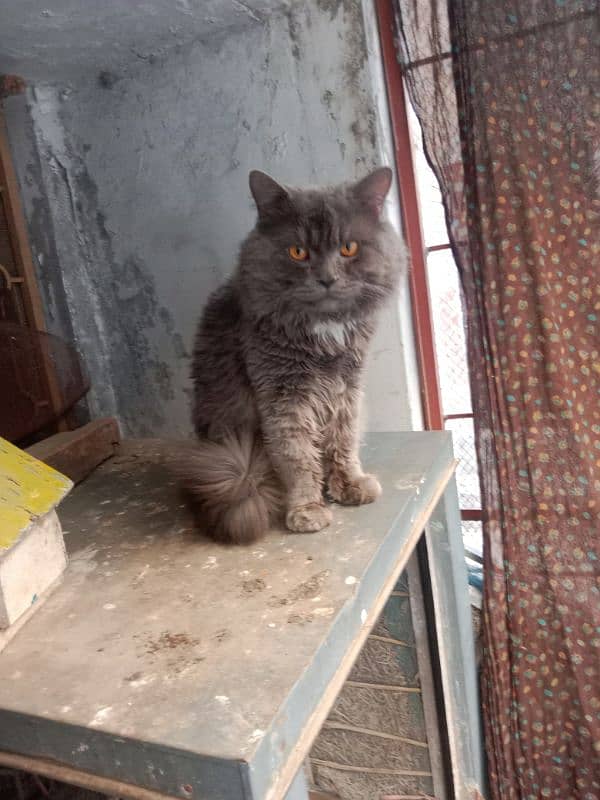 Persian cat 11