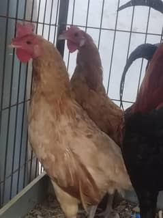 urgent sale hens desii