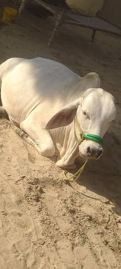 Brahman bull