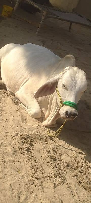 Brahman bull 0