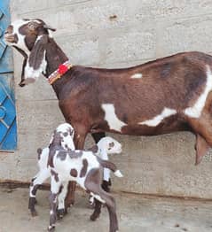 pure Fayslabadi Bakri with 2 kids