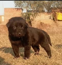 Balck German Shepherd male available for sale