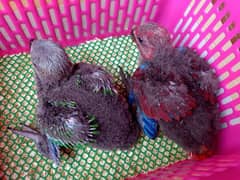 Electus parrot chicks pair for sale