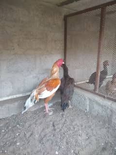 Aseel breeder hens pair available in just 7500