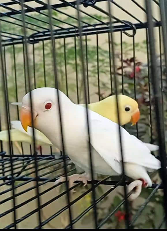 albino red eye pathy #albino #red #eye #lovebird 3