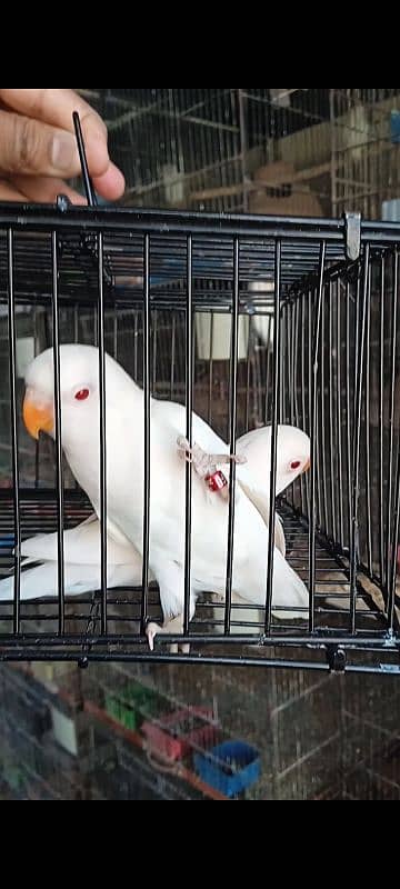 albino red eye pathy #albino #red #eye #lovebird 1