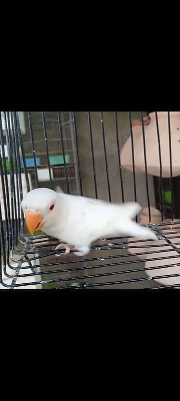 albino red eye pathy #albino #red #eye #lovebird 2