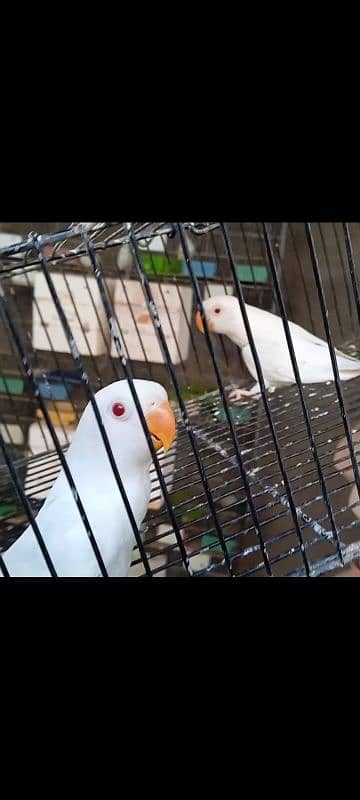 albino red eye pathy #albino #red #eye #lovebird 0