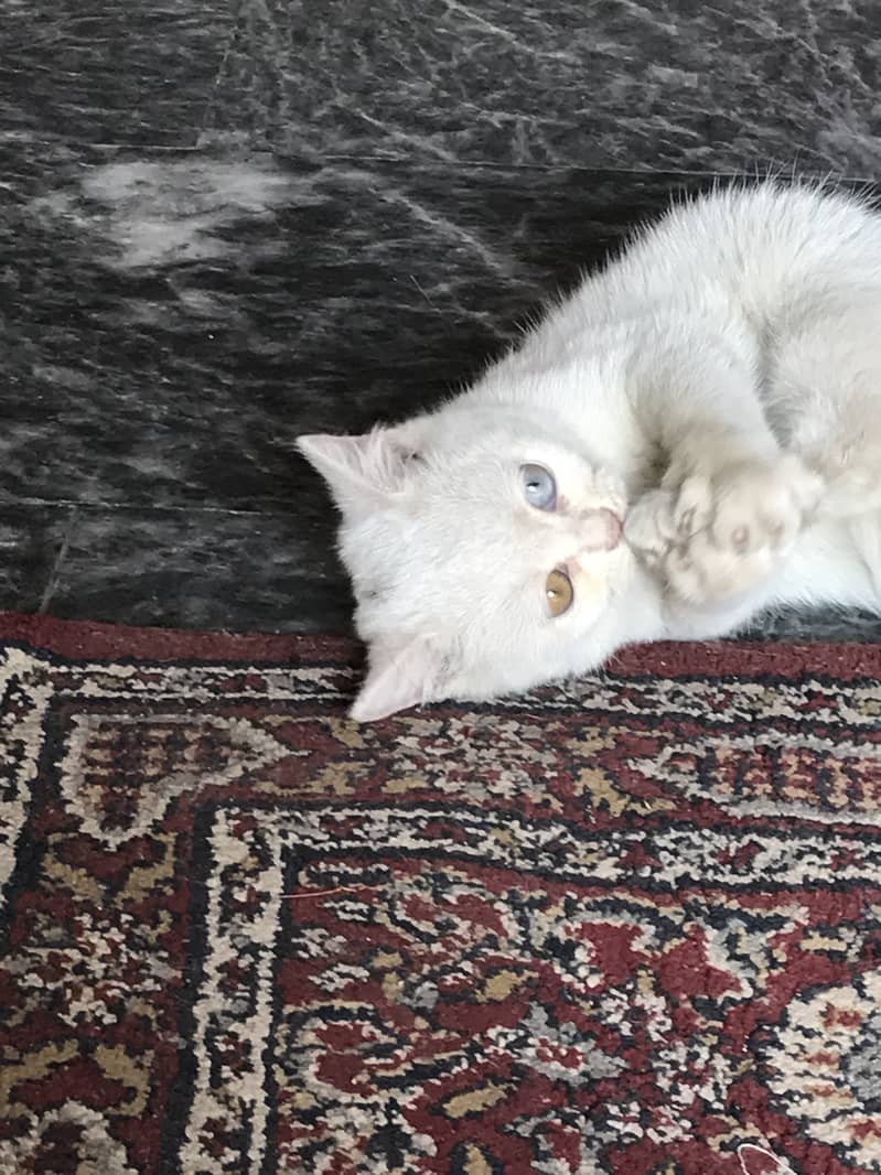 white Persian cat 2 month old female vaccinated+ free wood house /cats 4