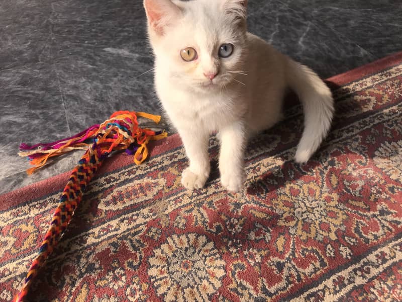 white Persian cat 2 month old female vaccinated+ free wood house /cats 6