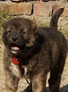 Caucasian Shepherd dog male 2 months forces security dog