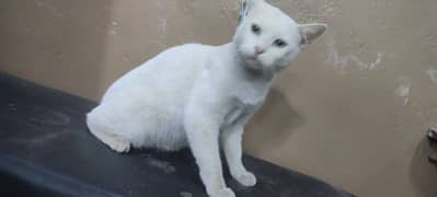 Paper white cat