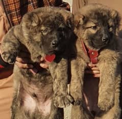 kurdish Kangal dog pair 3 months for sale security dog