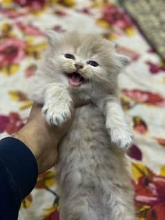 Persian kittens