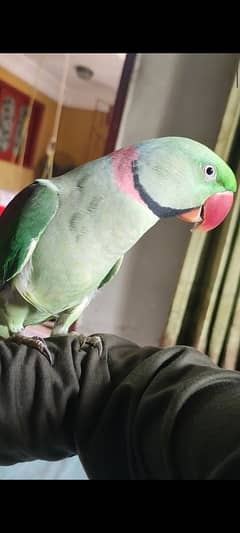 Pahri Parrot