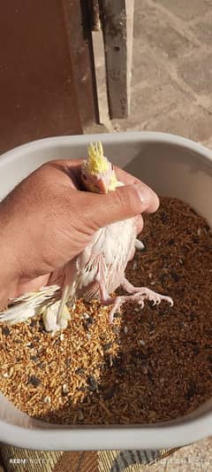 Cockatiel chicks ready for hand tame