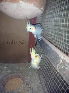 cocktail breeder pair with chicks