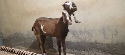 Desi goat