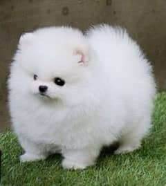 white Pomeranian highly quality available for sale