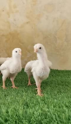 White O Shamo / King Shamo Chicks Available 0313-4838942