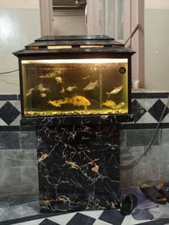 Aquarium 2.5 Feet