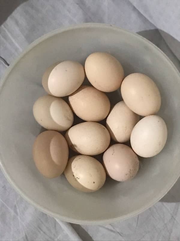 asel eggs for sall 03006659134 2