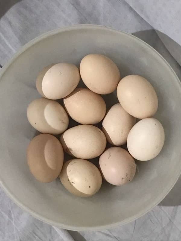 asel eggs for sall 03006659134 3