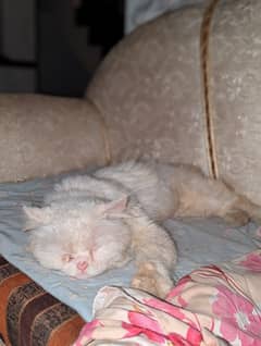 white Persian male Cat