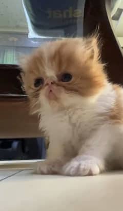 Persian kitten 3riple Coated # Watsapp  03274706406