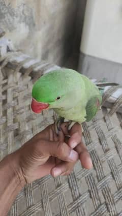 Pahari parrot