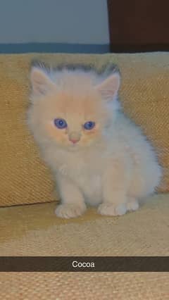 Three cat’s kittens, 1 brown, 1 white and 1 mix(Coco colour)