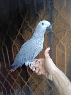 African Gray Female Available.