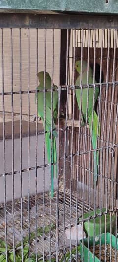 Raw and Young prolific Green Conure pair