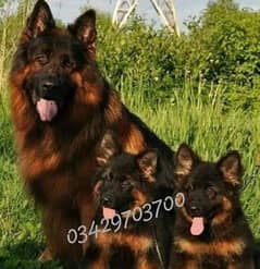 German shepherd puppies 03429703700