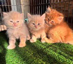 Fawn Kitten Punch Face - Persian