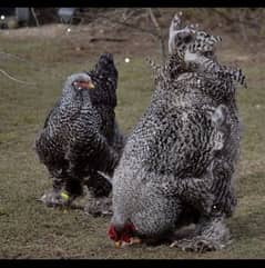 Fancy only  chicks Brahama,Polish,golden nd white cochine ,Coco,