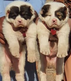 alabai dog pair 2 months for sale security dog