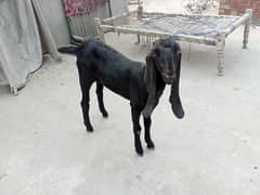 bakri for sale need money