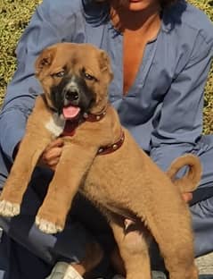 Kurdish kaingal dog full security age 2 manthe for sale