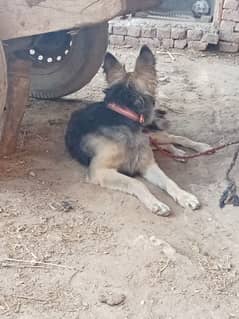 Female Dog German shepherd