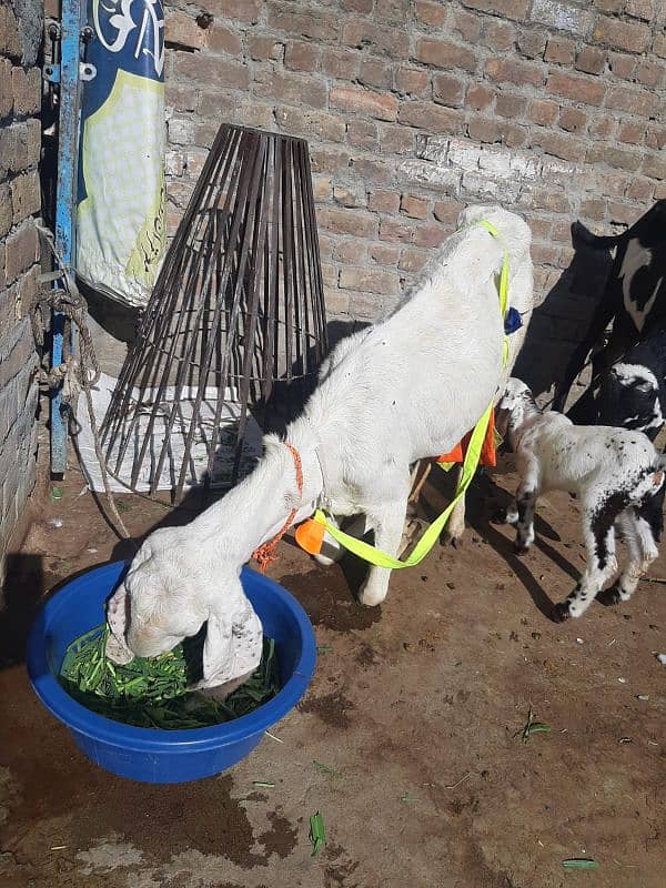 gulabi goat milki 1