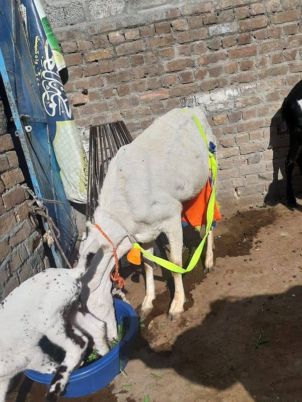 gulabi goat milki 3