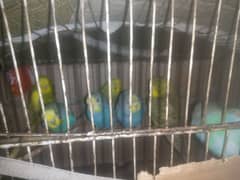 budgies parrots