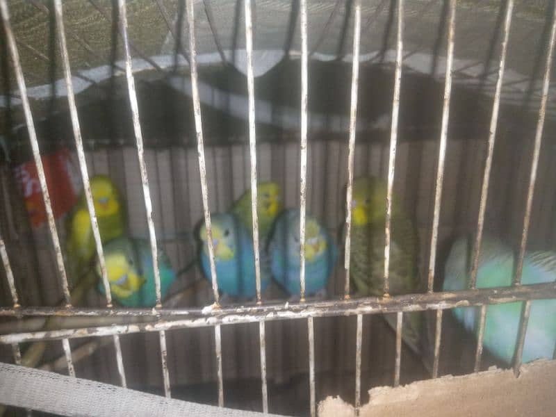 budgies parrots 0